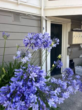 1BR/1BA Apartment · Berkeley photo 1