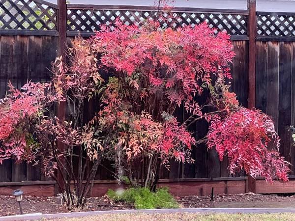 2BR/2BA Single Family House · San Jose photo 5